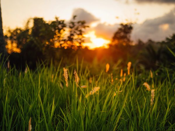 Explore Tetebatu: Rice Fields, Waterfalls & Local Culture